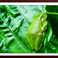 FRAMED FROGS