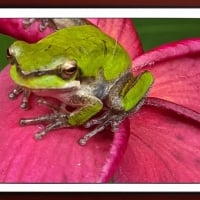 FRAMED FROGS