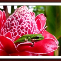 FRAMED FROGS