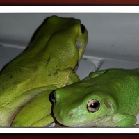 FRAMED FROGS