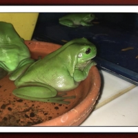 FRAMED FROGS