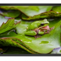 FRAMED FROGS