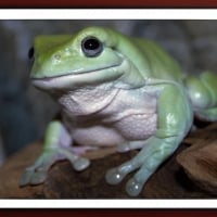 FRAMED FROGS