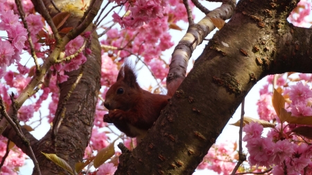 Cherry Blossoms and Visitor - pink, spring, squirrel, tree