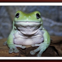 FRAMED FROGS