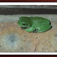 FRAMED FROGS