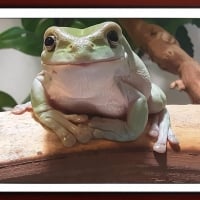 FRAMED FROGS