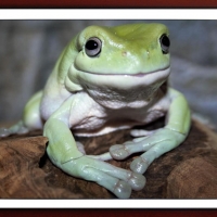 FRAMED FROGS