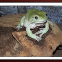 FRAMED FROGS