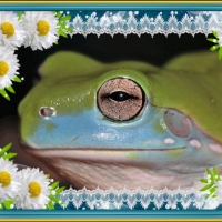 FRAMED FROGS