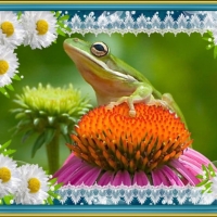 FRAMED FROGS