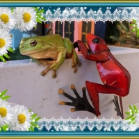 FRAMED FROGS