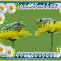 FRAMED FROGS