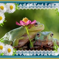 FRAMED FROGS