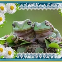 FRAMED FROGS