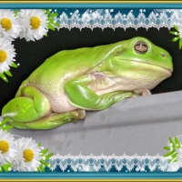 FRAMED FROGS