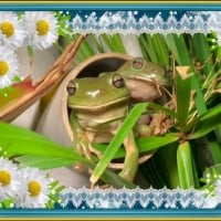 FRAMED FROGS