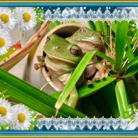 FRAMED FROGS