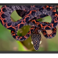 FRAMED SNAKE