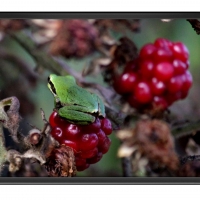 FRAMED FROGS