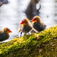 Coot Chickens