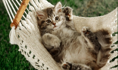 Lazy Afternoon - hammock, kitten, feline, cat