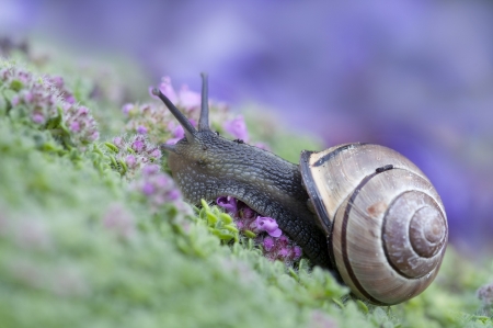 Snail - hill, insect, shell, snail