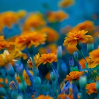 Marigolds