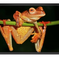 FRAMED FROGS