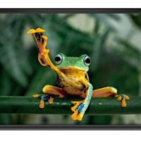 FRAMED FROGS