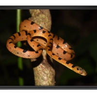 FRAMED SNAKE