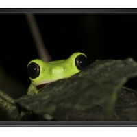 FRAMED FROGS