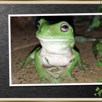 FRAMED FROGS