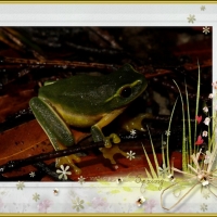 FRAMED FROGS