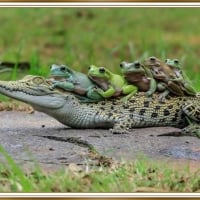 FRAMED FROGS