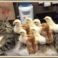 CAT AND CHICKENS