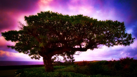 Lone tree in Poipu Beach, Kauai