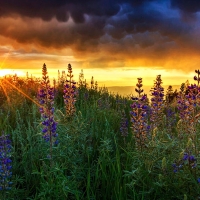 Lupine Wildflowers in the Wasatch Back, Utah