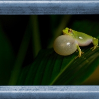 FRAMED FROGS