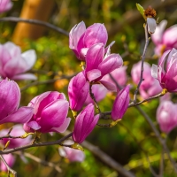 Beautiful magnolia