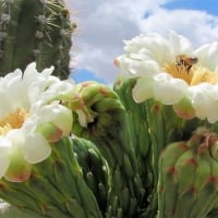 saguaro flower