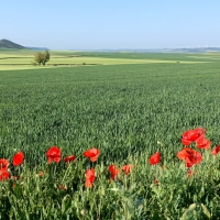 Fields in Spain