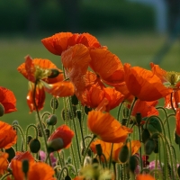 Poppies