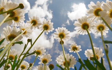 Daisies - daisies, flowers, white, sky