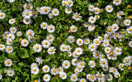 Common Daisies - white, nature, flowers, daisies