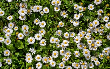 Common Daisies - daisies, flowers, white, nature