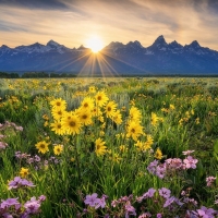 Mountain Meadow