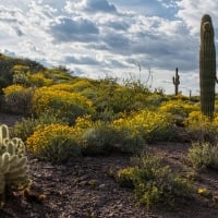 Spring wildflowers populate the desert floor near Phoenix, Arizona