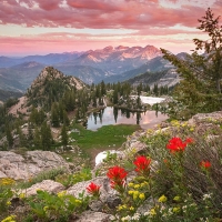 Summer wildflowers in the Wasatch Mountains, Utah