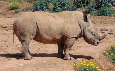 Rhino - animal, rhino, large, Africa